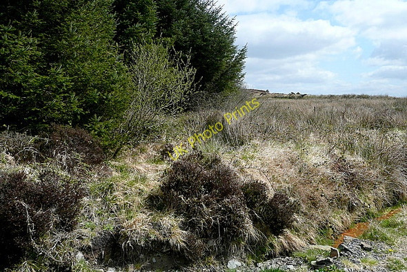 Photo 6"x4" Forest edge at Dehomad Liscasey c2010