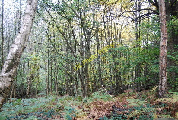 Photo 6"x4" Four Acre Wood Durgates c2010