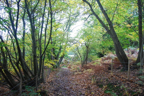 Photo 6"x4" Sussex Border Path, Four Acre Wood Durgates c2010