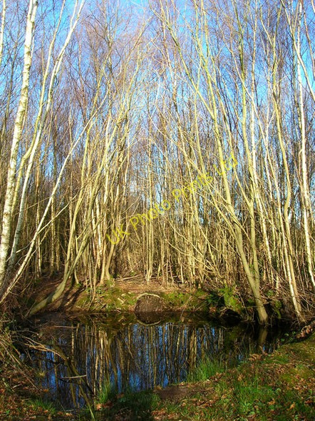 Photo 6"x4" Pond, Birchden Wood Birchden c2008