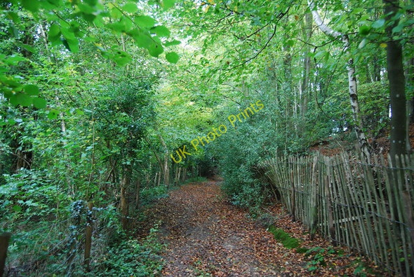 Photo 6"x4" Sussex Border Path, Luck's Wood Durgates c2010