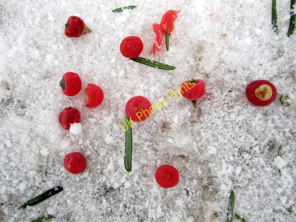 Photo 6"x4" Yew berries in the snow, Close House Houghton\/NZ1266 c2010