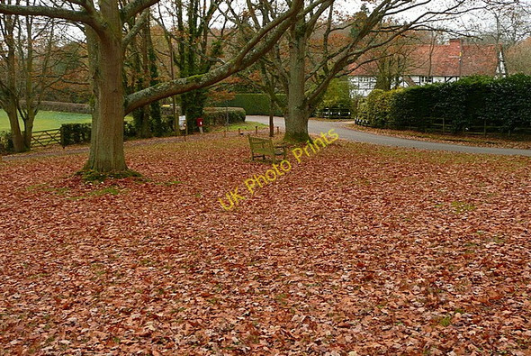 Photo 6"x4" Autumn at Midgham Green Midgham Green c2010