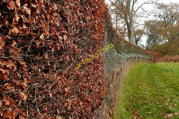 Photo 6"x4" Hedge at Midgham Green Kiff Green c2010