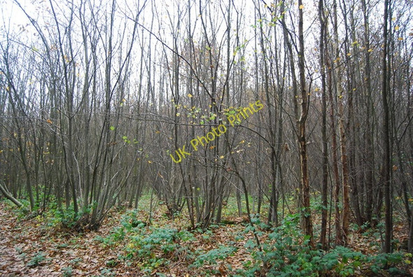 Photo 6"x4" Coppiced trees, Powdermills Wood Battle\/TQ7416 c2010
