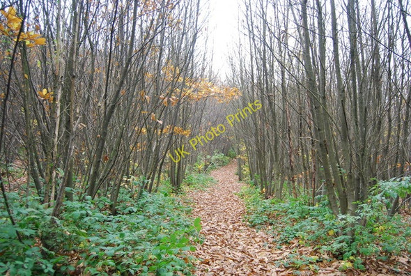 Photo 6"x4" 1066 Country Walk, Powdermills Wood Battle\/TQ7416 c2010
