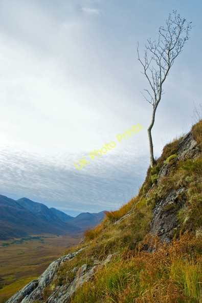 Photo 6"x4" Lone tree Clovullin c2009