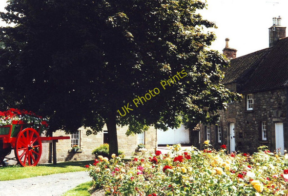 Photo 6"x4" Flowers in Falkland, Fife Falkland c2001