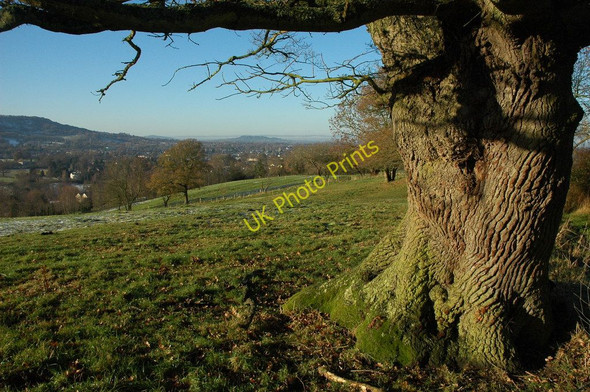 Photo 6"x4" Oak tree above Charlton Kings Ham\/SO9721 c2010
