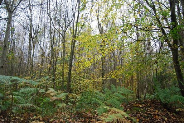 Photo 6"x4" Eight Acre Wood Catsfield Stream c2010