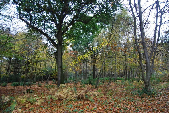 Photo 6"x4" Autumn in the Woods Catsfield Stream c2010