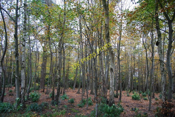 Photo 6"x4" Deciduous woodland near Normanhurst Court Catsfield Stream c2010