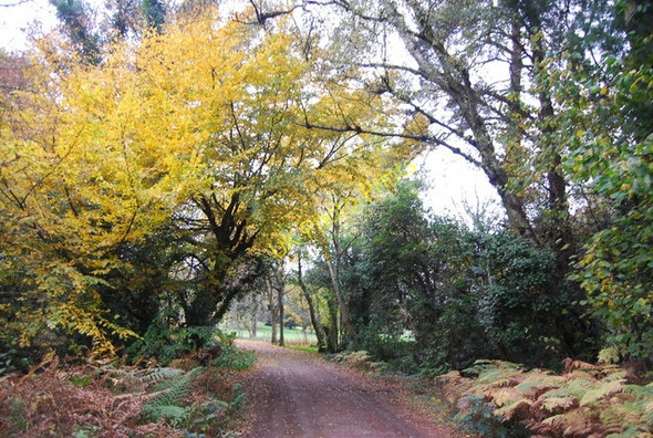 Photo 6"x4" 1066 Country Walk Catsfield Stream c2010