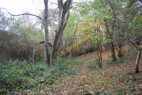 Photo 6"x4" A wooded valley, Ashburnham Park Steven's Crouch c2010
