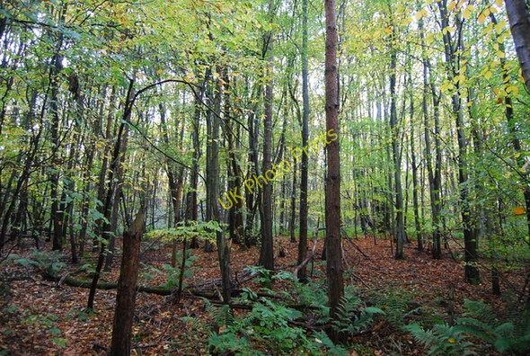 Photo 6"x4" In Great Wood Romney Street c2010