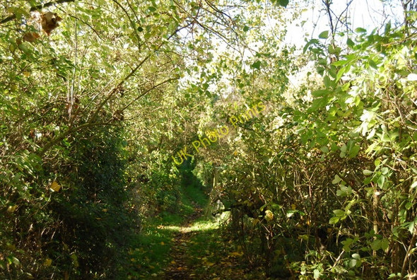 Photo 6"x4" Footpath through the trees Lower Hartlip c2010