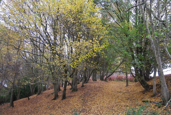 Photo 6"x4" 1066 Country walk in a wooded valley, Ashburnham Park Steven's Crouch c2010