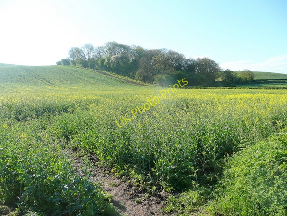 Photo 6"x4" Collinridge Wood Kirton\/SK6969 c2010