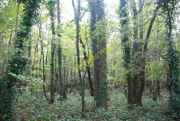 Photo 6"x4" Great Wood Kemsing c2010