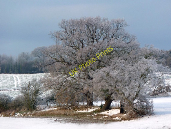 Photo 6"x4" Frost covered trees, Great Warley Upminster c2010