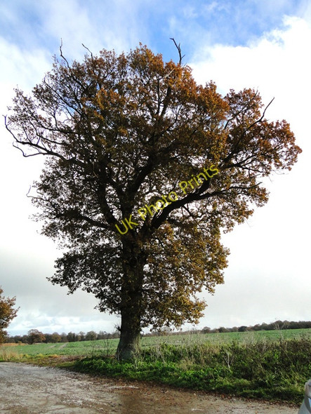 Photo 6"x4" Oak tree at Sotherton Blyford c2010