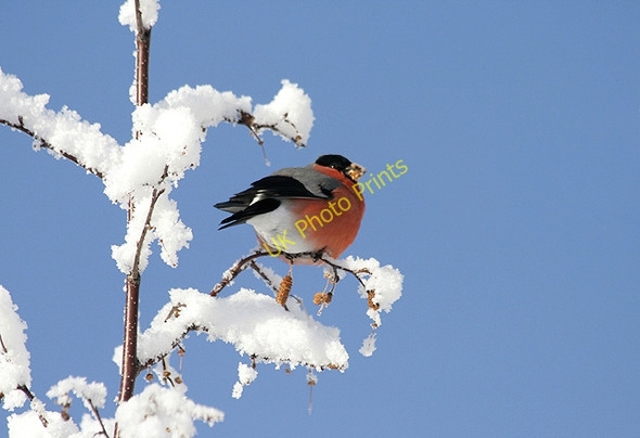 Photo 6"x4" A bullfinch (Pyrrhula pyrrhula) Galashiels c2010