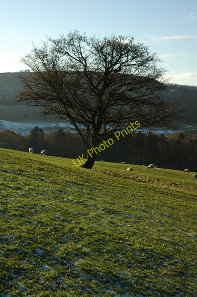 Photo 6"x4" Tree on Wistley Hill Little Herbert's c2010