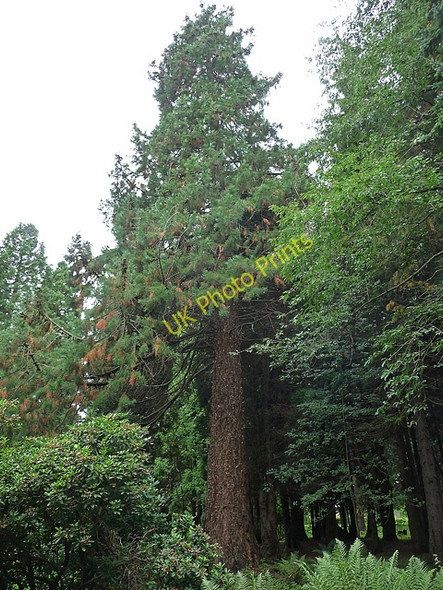 Photo 6"x4" Wellingtonia near Edlingham Bolton\/NU1013 c2010