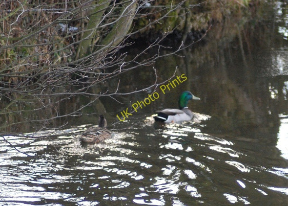 Photo 6"x4" Ducks on a pond Aspley\/SJ8133 c2010