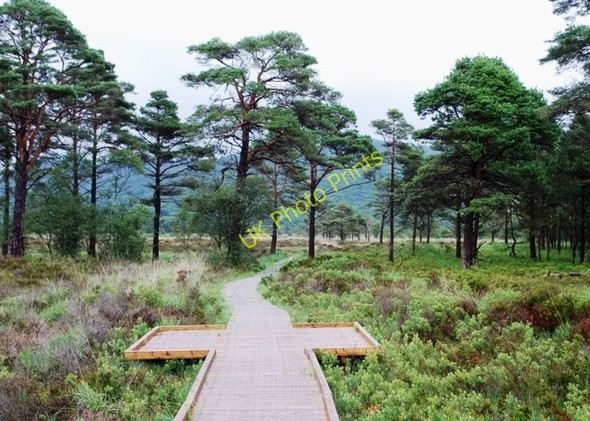 Photo 6"x4" Nature Trail Haverthwaite c2010