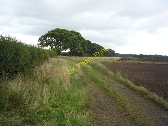 Photo 6"x4" Hedgerow in the rain Brafferton\/SE4370 c2010