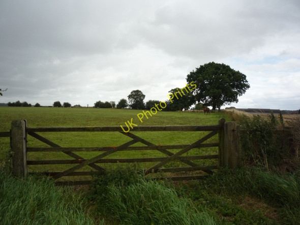 Photo 6"x4" Horse sheltering under a tree Brafferton\/SE4370 c2010