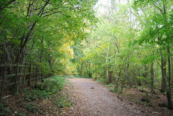 Photo 6"x4" Sussex Border Path, Great Hook Wood Lower Cousley Wood c2010
