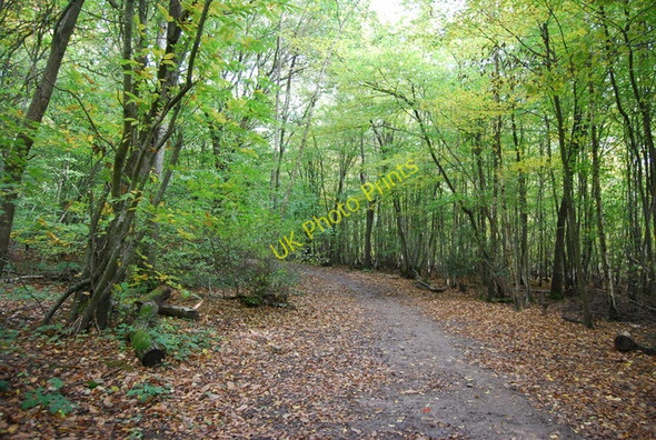 Photo 6"x4" Sussex Border Path, Great Hook Wood Lower Cousley Wood c2010