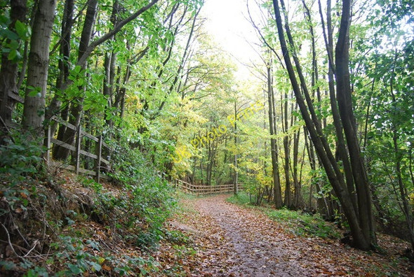 Photo 6"x4" Great Hook Wood Lower Cousley Wood c2010