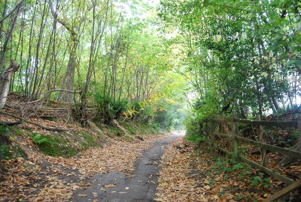 Photo 6"x4" Bridleway, Bewl Water Lower Cousley Wood c2010