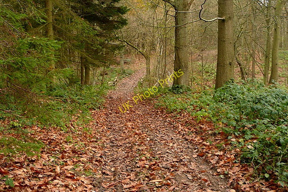 Photo 6"x4" Footpath through Channel Wood Midgham Green c2010