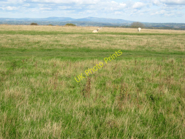 Photo 6"x4" Westhope Common Westhope\/SO4651 c2010