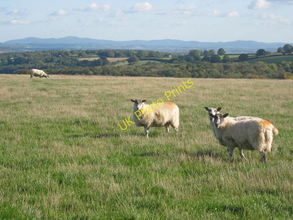 Photo 6"x4" Sheep on Westhope Common Westhope\/SO4651 c2010