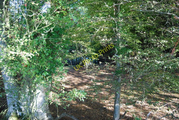 Photo 6"x4" Woodland by the Sussex Border Path Snagshall c2010