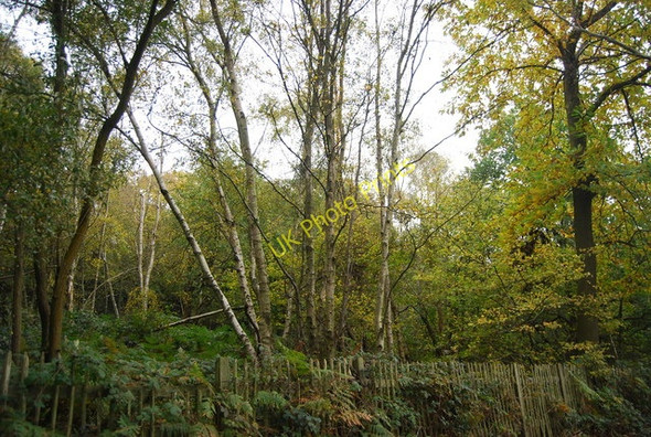 Photo 6"x4" Chingley Wood Three Leg Cross c2010