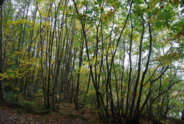 Photo 6"x4" Coppicing, Chingley Wood Three Leg Cross c2010
