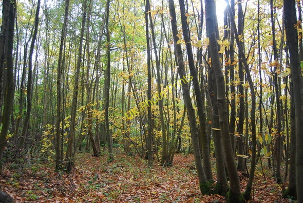 Photo 6"x4" Coppicing, Mill Wood Stonecrouch c2010