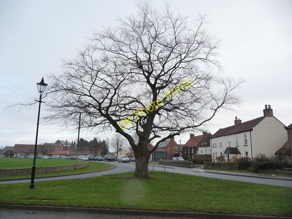 Photo 6"x4" Winter tree, Scorton Scorton\/NZ2500 c2010