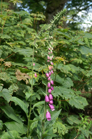 Photo 6"x4" Foxglove (Digitalis purpurea), Abbey Craig, Stirling Stirling\/NS7993 c2005