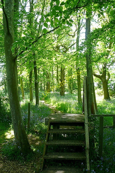 Photo 6"x4" Osborne estate, track through the woods Dallimores c2010