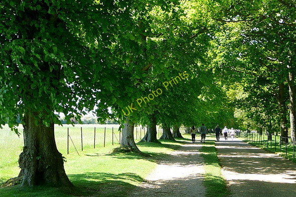 Photo 6"x4" Osborne estate, avenue from Swiss Cottage Dallimores c2010