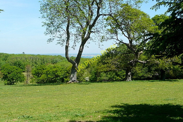 Photo 6"x4" Osborne estate parkland Dallimores c2010