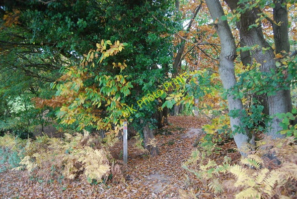 Photo 6"x4" 1066 Country Walk, Wartling Wood Wartling c2010