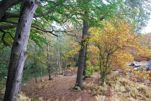 Photo 6"x4" Wartling Wood Wartling c2010